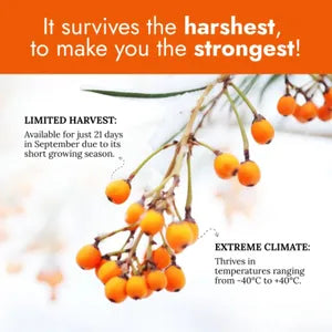 Sea Buckthorn Herbal Capsules